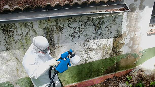 Top rated local Mold Remediation specialists in Middletown, MD